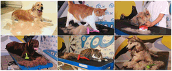 愛犬や愛猫の画像.gif
